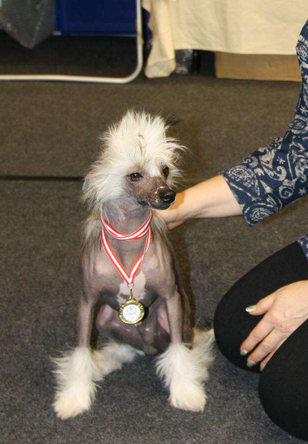 Kinu Arkliukas Alifar Ostwind