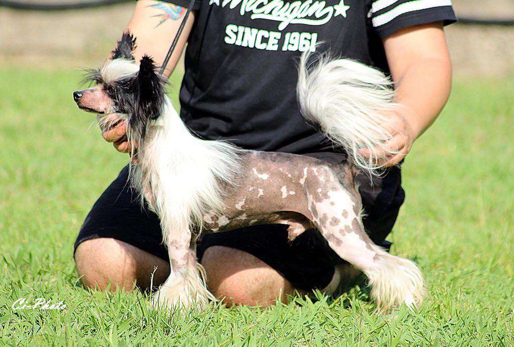 Electrified Jolt N'Co