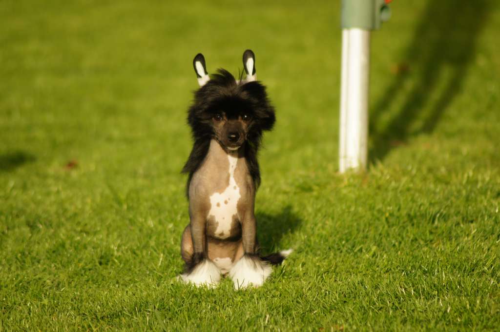 Ginni King of Diamonds