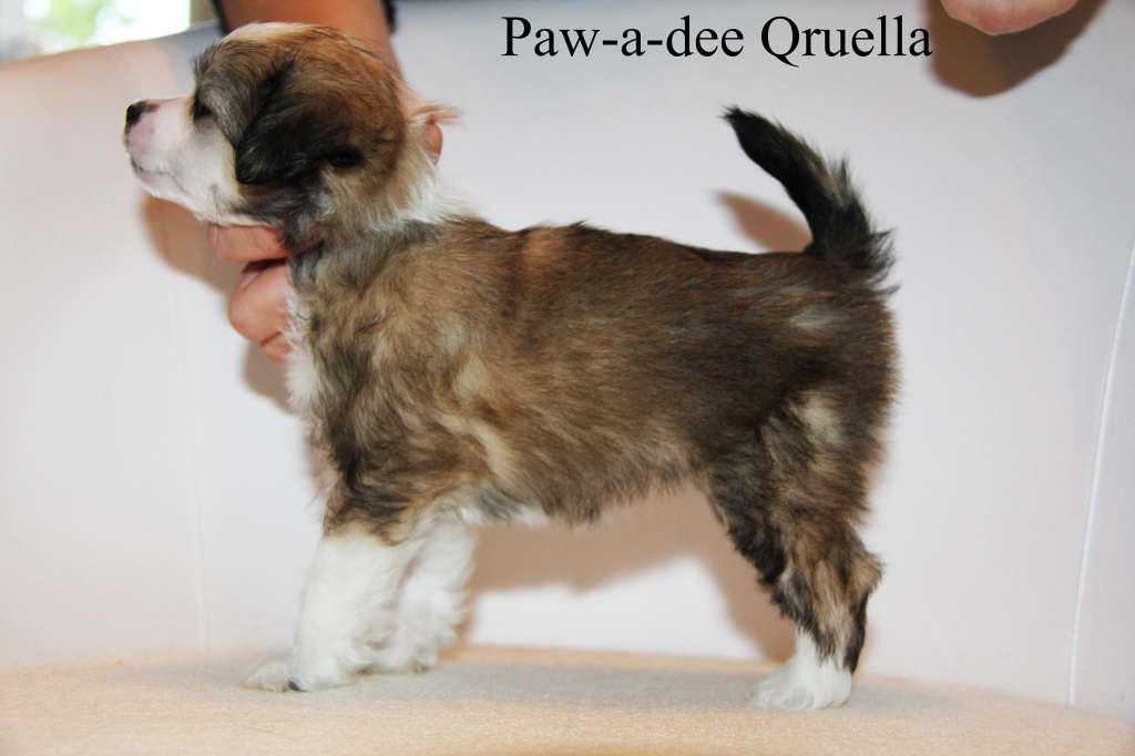Paw-a-dee Qruella De Vil