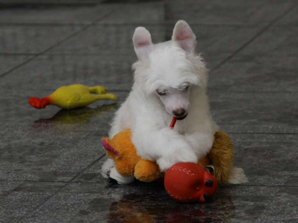 Premier Mari Benjamin