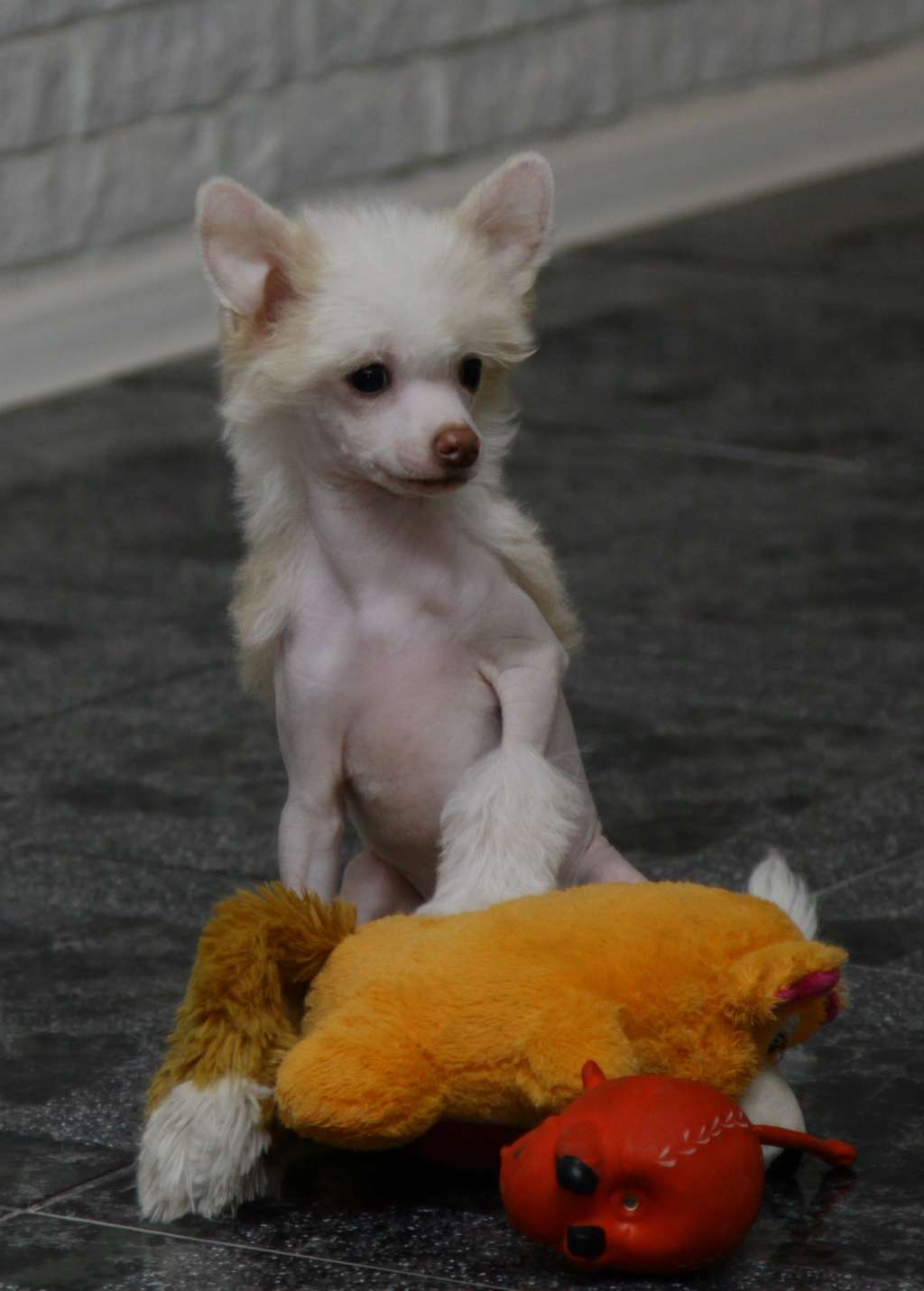 Premier Mari Barbra Streisand