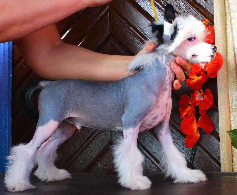 Angel O'Check Blue Magic.