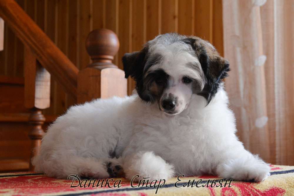 Danika Star Emel'yan