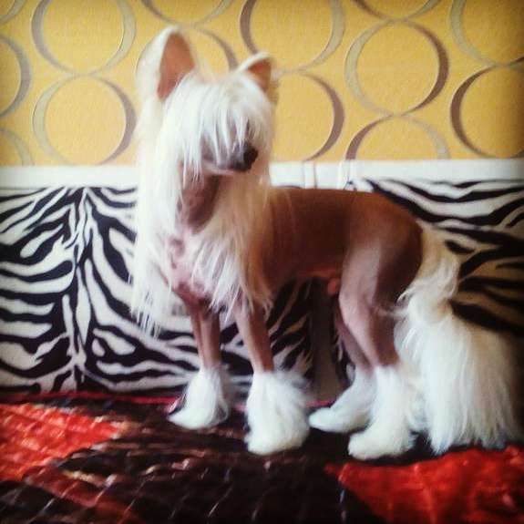 Fantasy Vita Bisiness Life