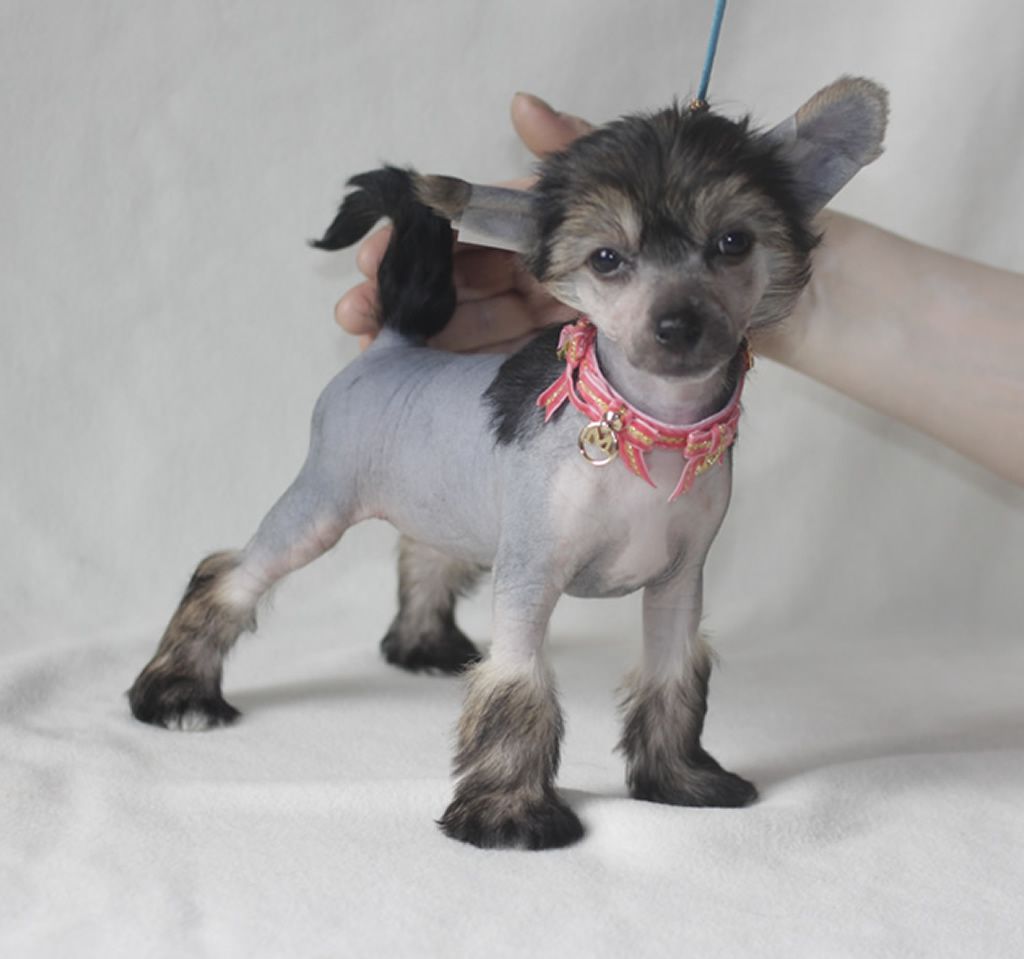 Vernisazh Mari  Jasmine