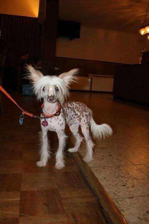 Suis Bam Bam Bambuli