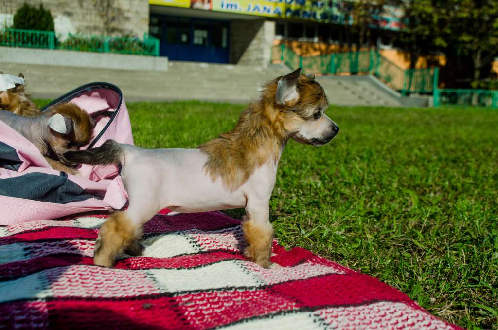 Asta from the Land of Pangaea