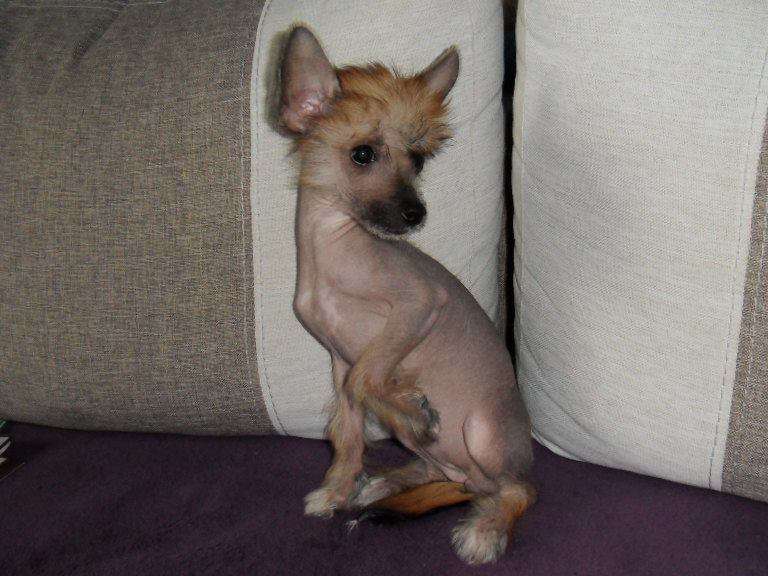 Amber Asdis from the Land of Pangaea