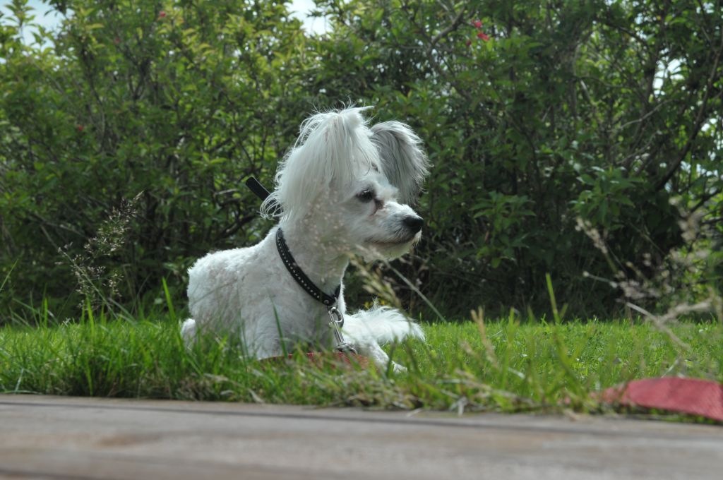 Snoopy