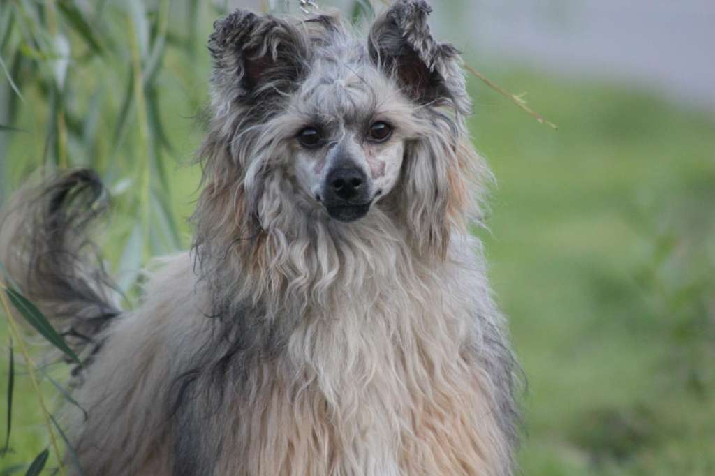 Kristal Yaniry Gem Of The Jungle Sapphire