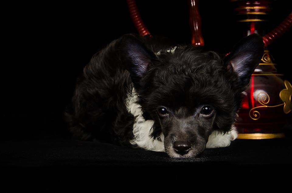 Feldeiso Crazy Black Moon