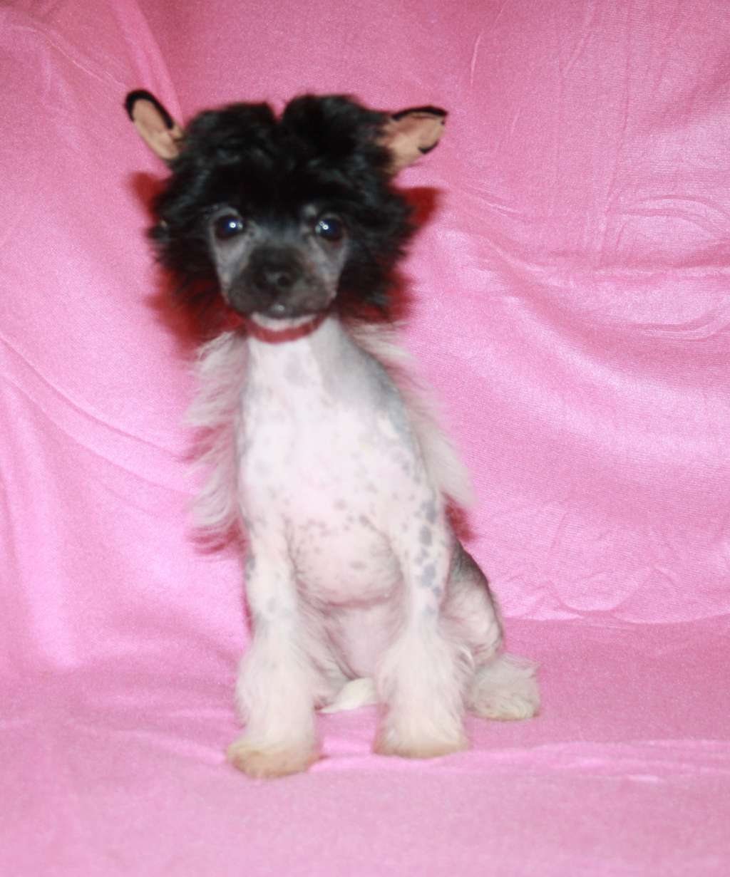 Charuyuschiy Soblazn Cherrell Chit