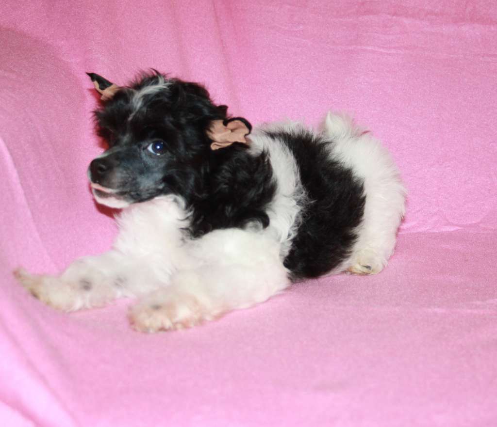 Charuyuschiy Soblazn Cheis