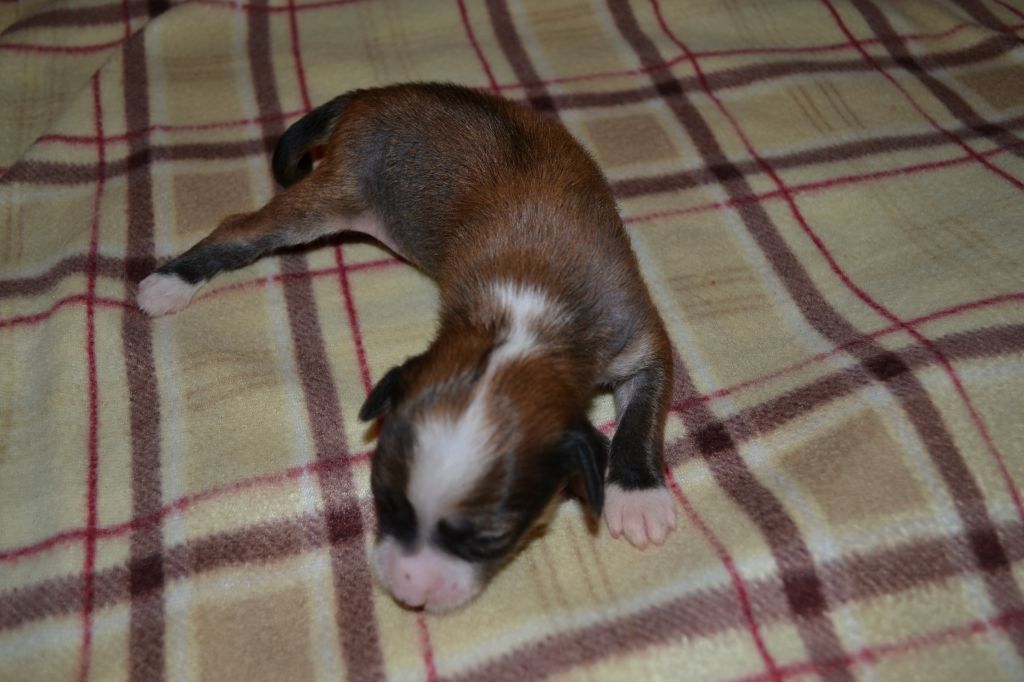 Zlato Dinastii Benedicta