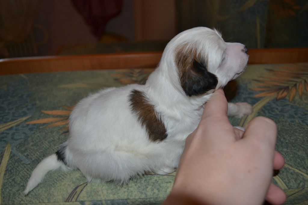 Zlato Dinastii Boucheron