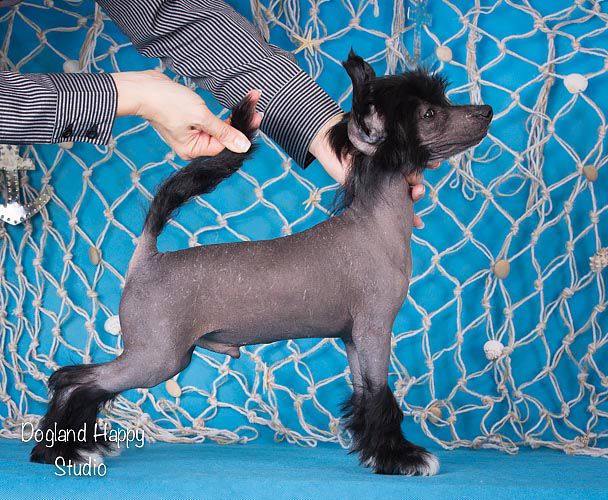 Dogland Happy Norman