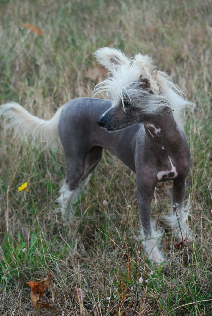 Fairway's Augusta National Azalea