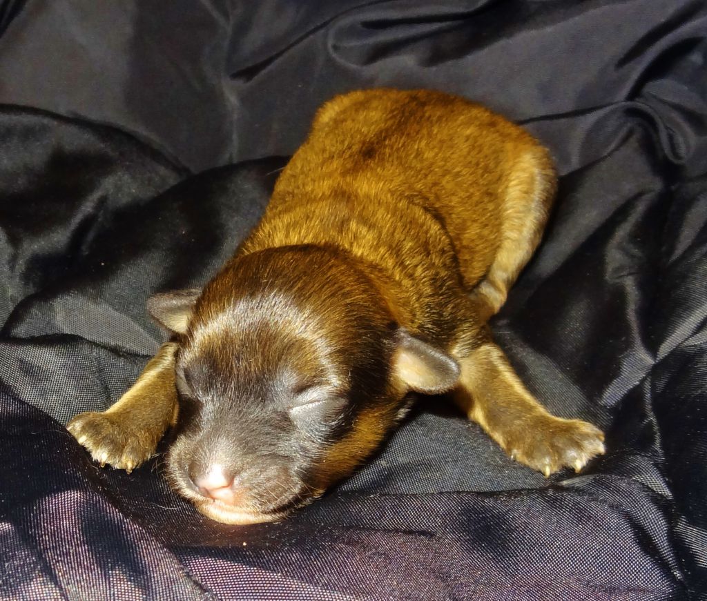 Millenium Pride Arnica sunshine