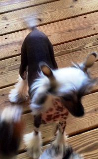 Regale's First Celebration With Asti