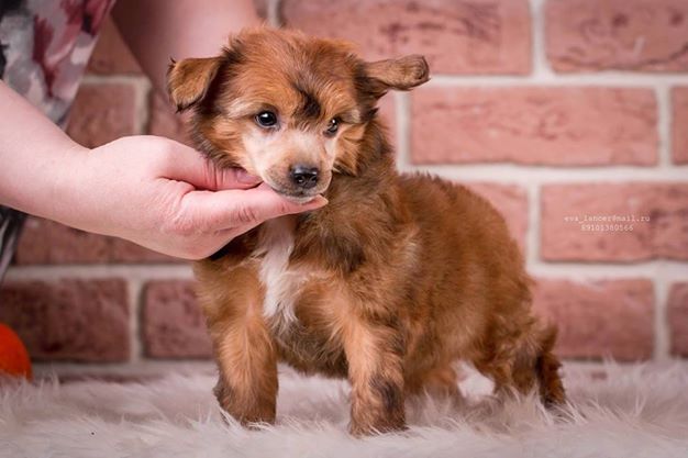 Infant Prodigy Natur Product