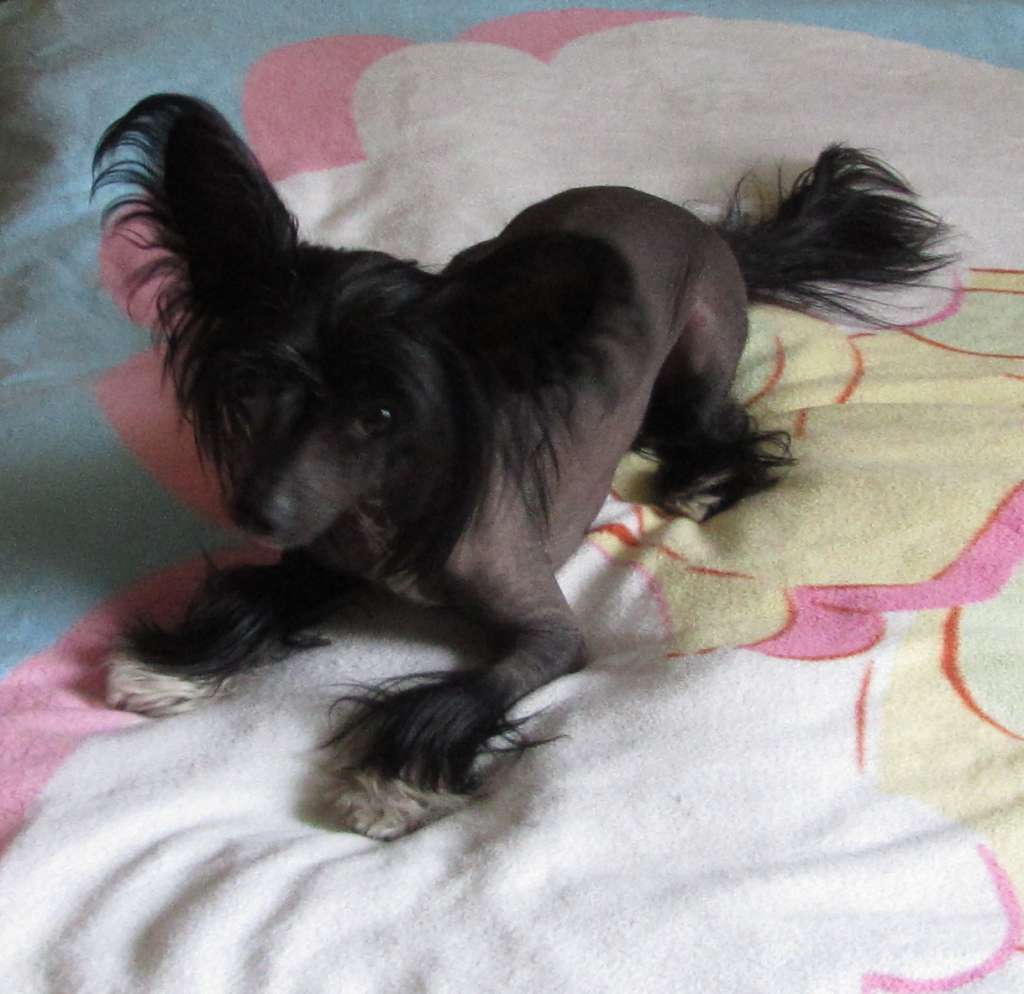 Pretty Baby Dom Risorto