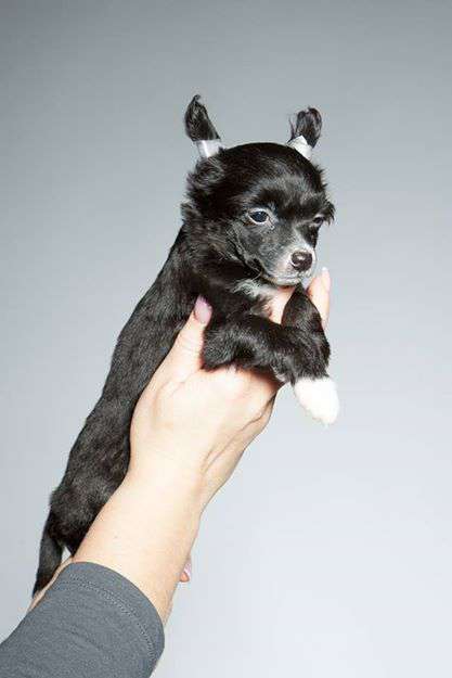 Puppy Love Dom Risorto