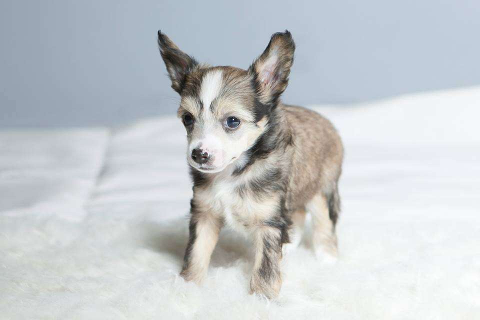 Pierre Cardin Dom Risorto