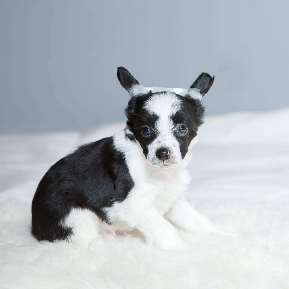 Prince of Dreams Dom Risorto