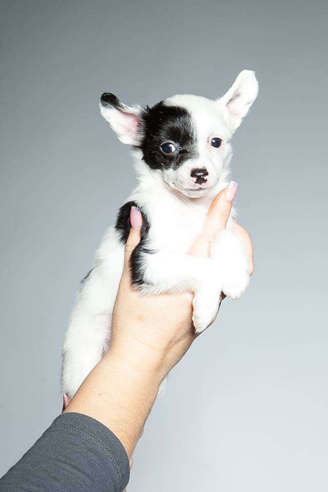 Peter Pan Dom Risorto