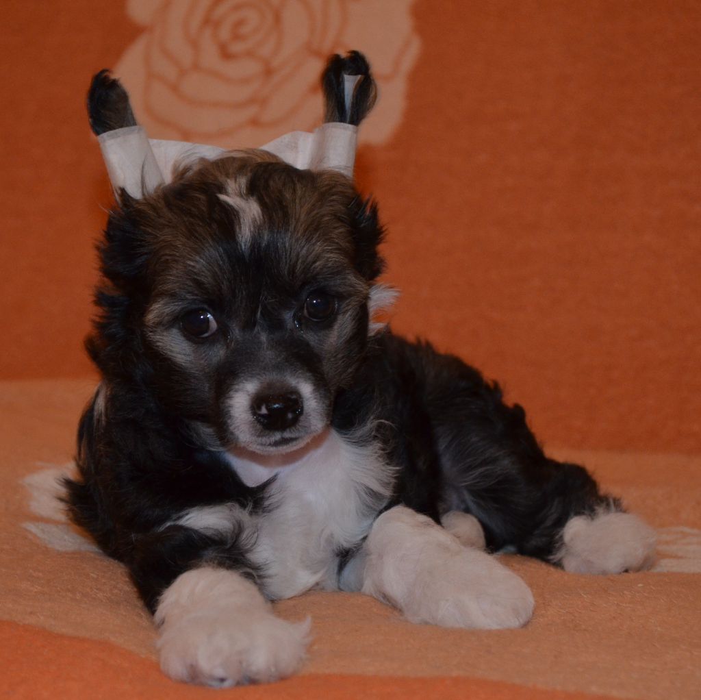 Ognenny Lotos Afalina