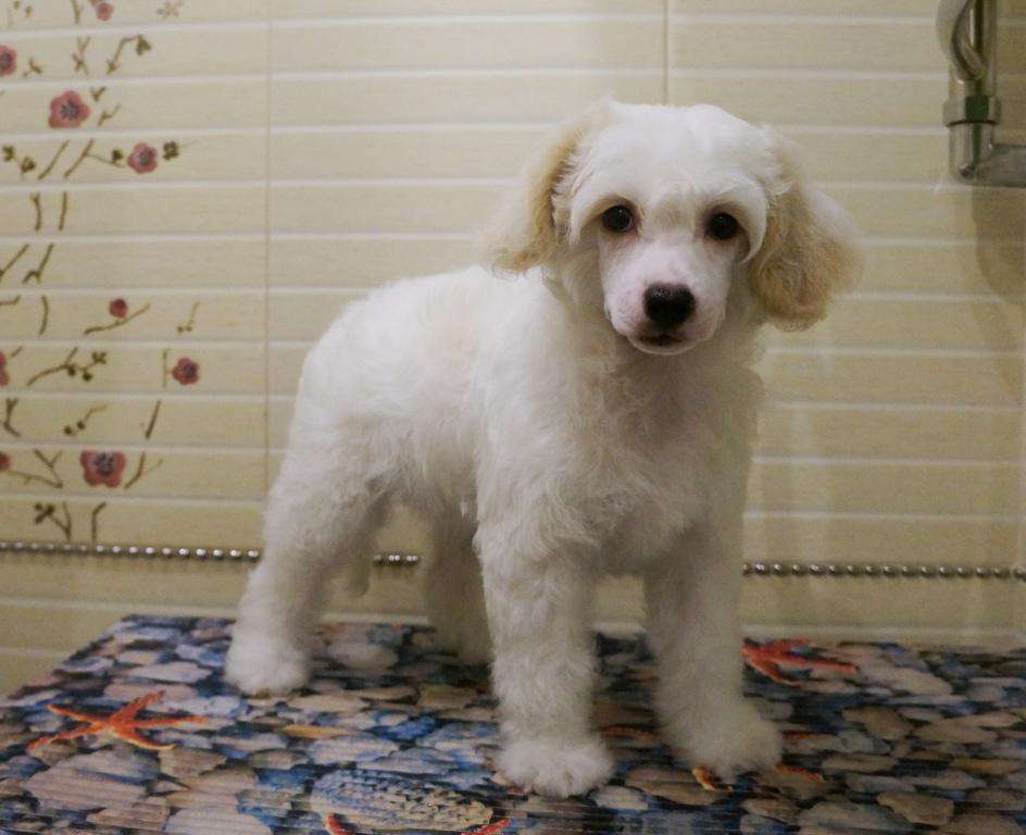 Kredo Festa Smile to the World