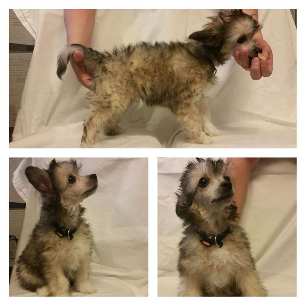 Divine Cresteds Amusera