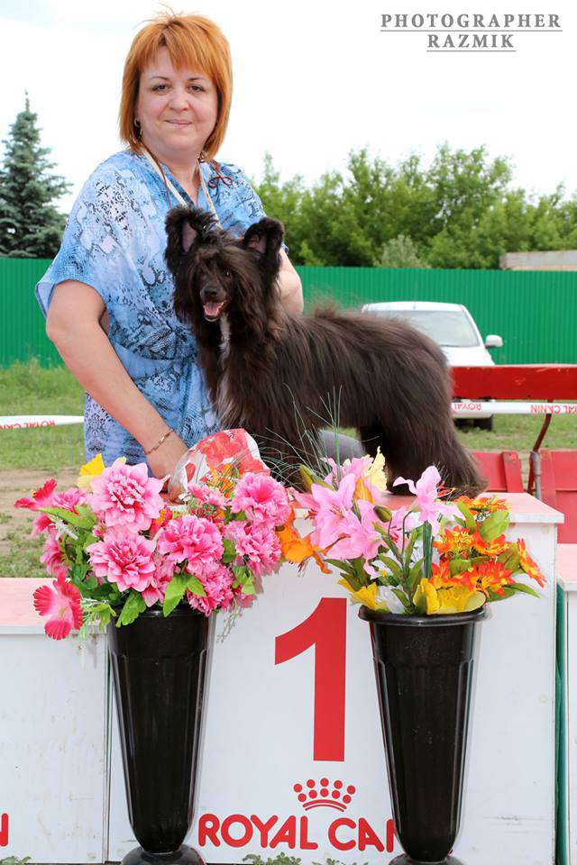 Galser Delight Frome Victory