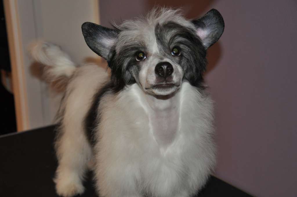 Sookie's Berry Bush Sirius