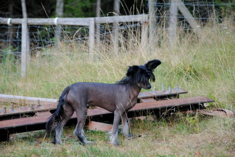 Mheleas Drawing Attention