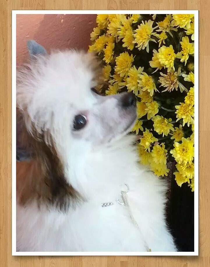 Palmetto ' s Queen Isabela