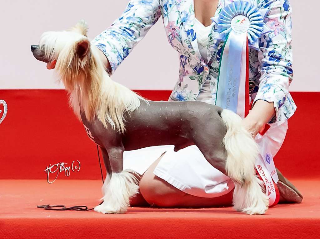 Rolana Family Interstellar