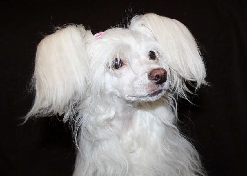 Anda Frelsis Camelia