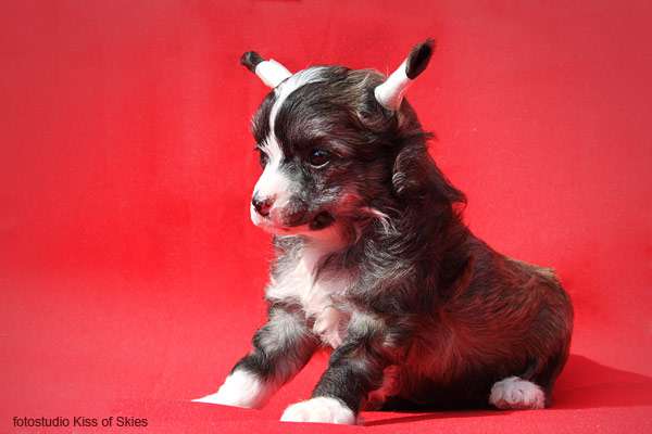 Anda Frelsis Crassula