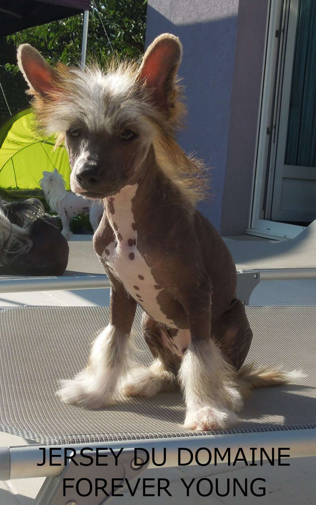 Jersey Du Domaine Forever Young