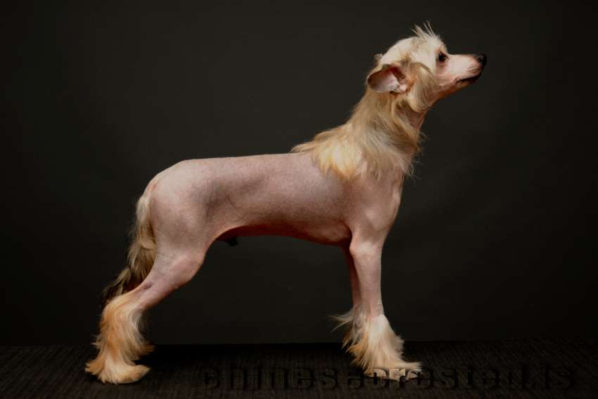 Dare to be Epic Practical Hero