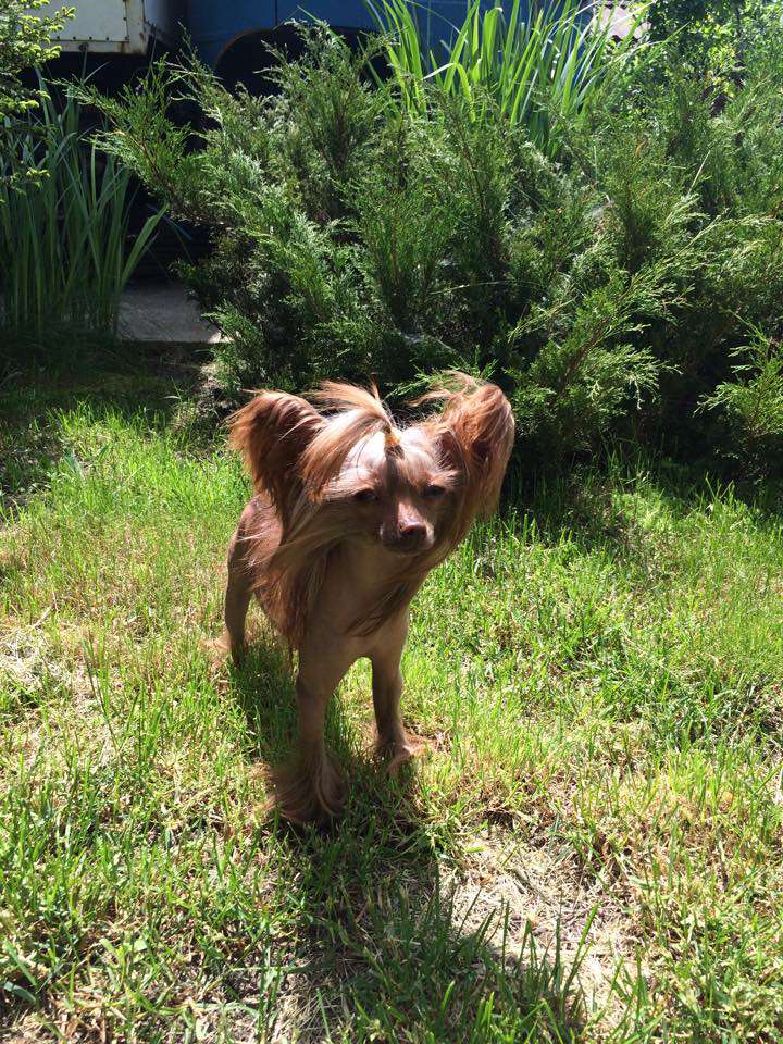 Charuyuschiy Soblazn Cefaniya Chezaro