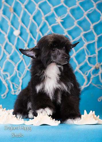 Dogland Happy Norma Jean