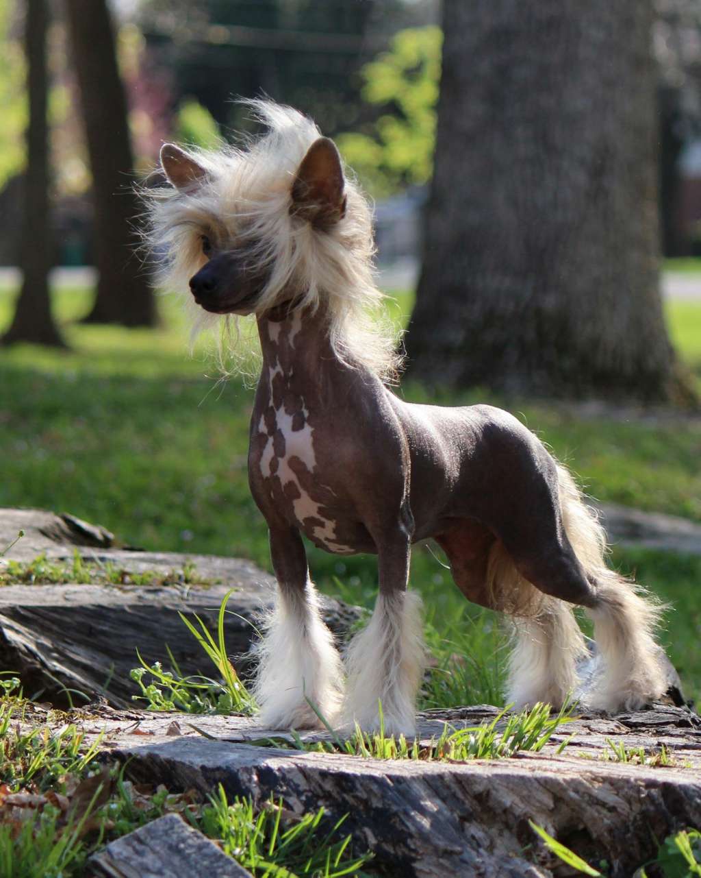 Koridawn N Zhen Burn Baby Burn