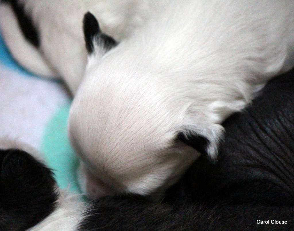 Stars at Sea .... Zhen