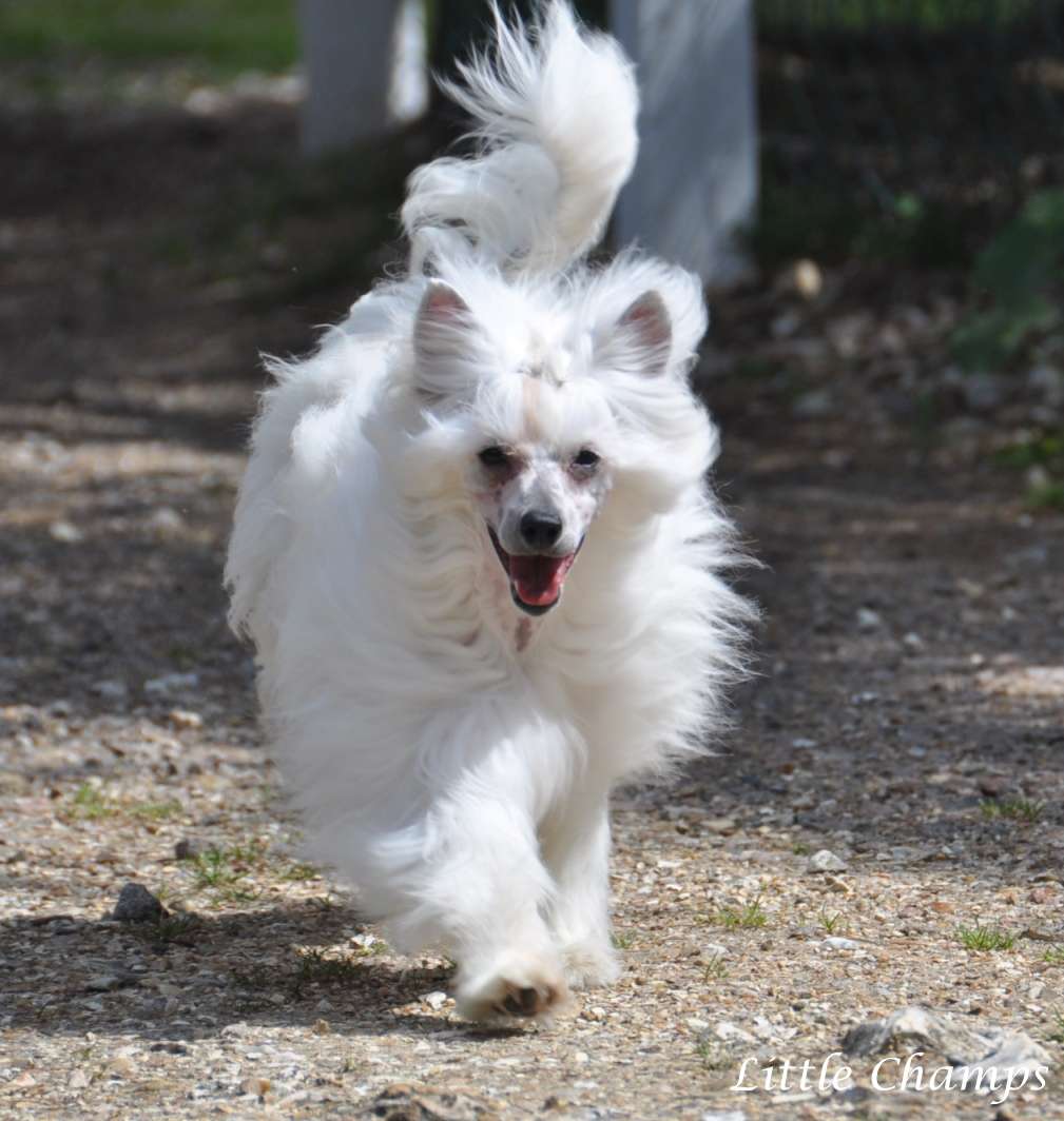 Jasmine Little Champs