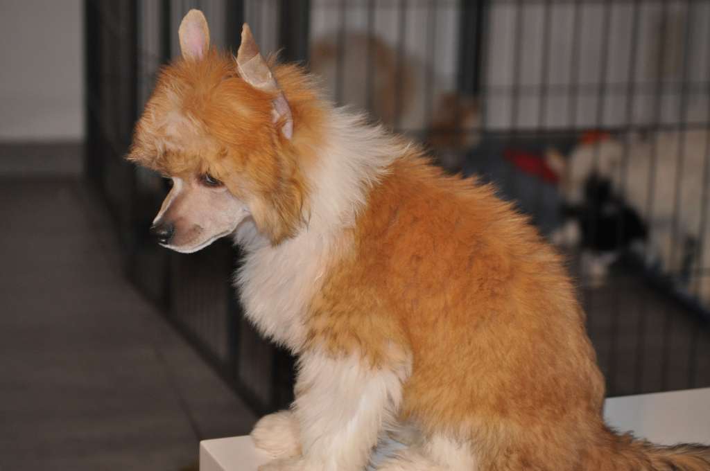 R'Nao Du pré des Trolls