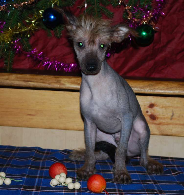 Eastern Spirit Epocha