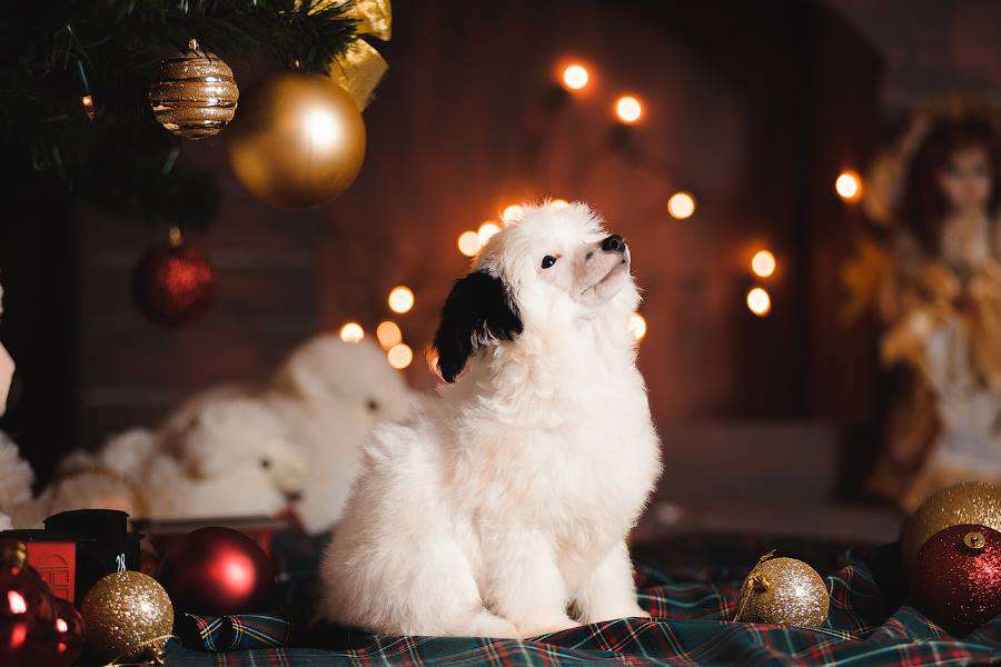 Premier Mari Valensia